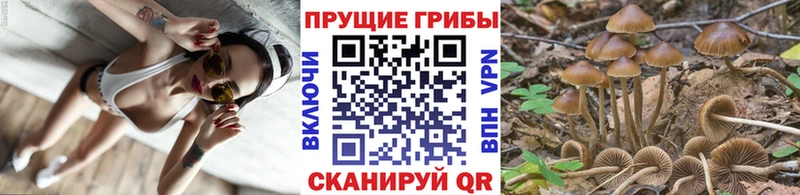 Псилоцибиновые грибы мицелий  blacksprut ссылка  Кедровый 
